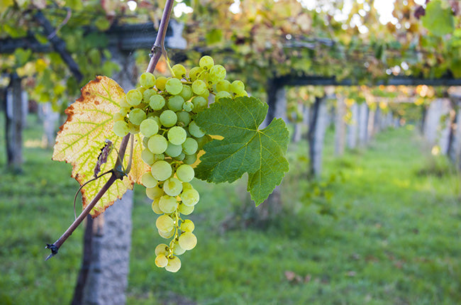 Albariño: the Atlantic pearl that found a new home in Uruguay.