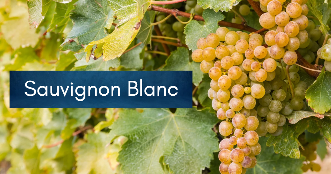 Sauvignon Blanc: A Uruguayan Twist on a Classic