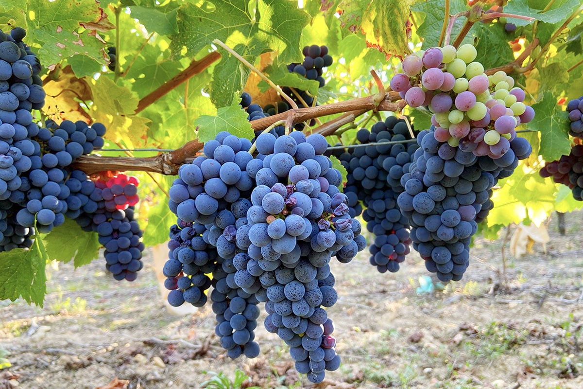 Cabernet Franc. History and Elegance