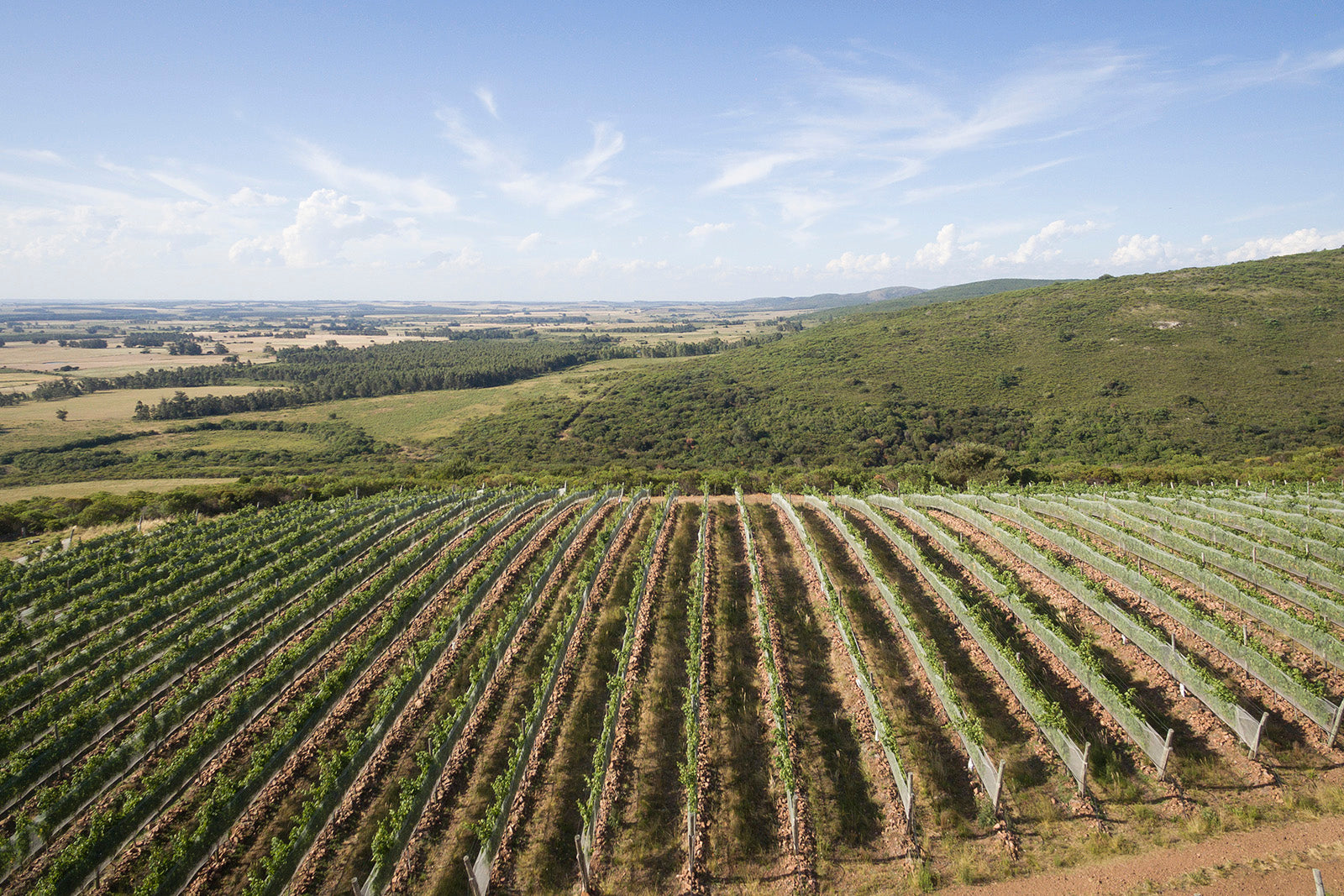 Don Pascual - Uruguay Wine Company