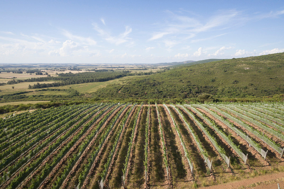 Don Pascual - Uruguay Wine Company