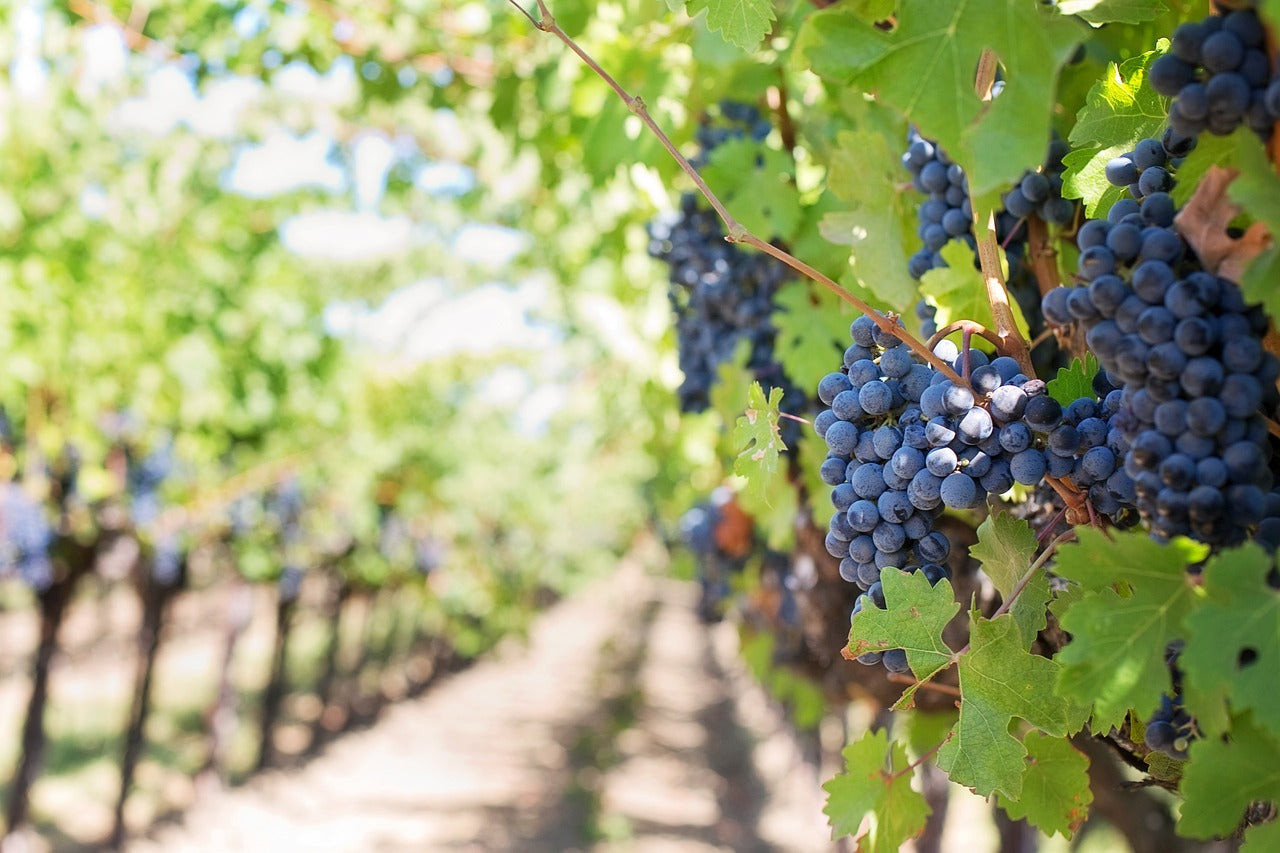 Red Wines