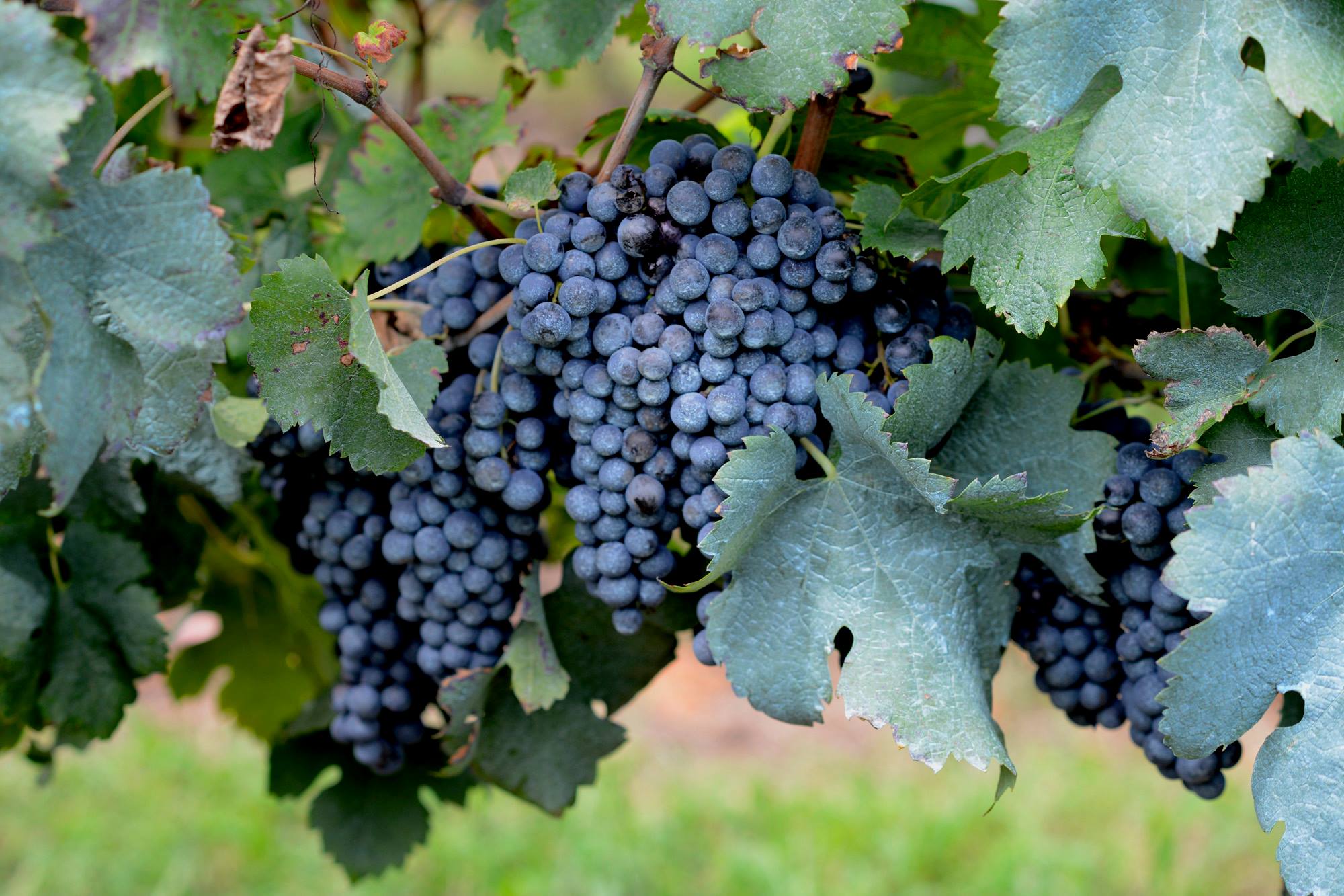 Tannat - Uruguay Wine Company
