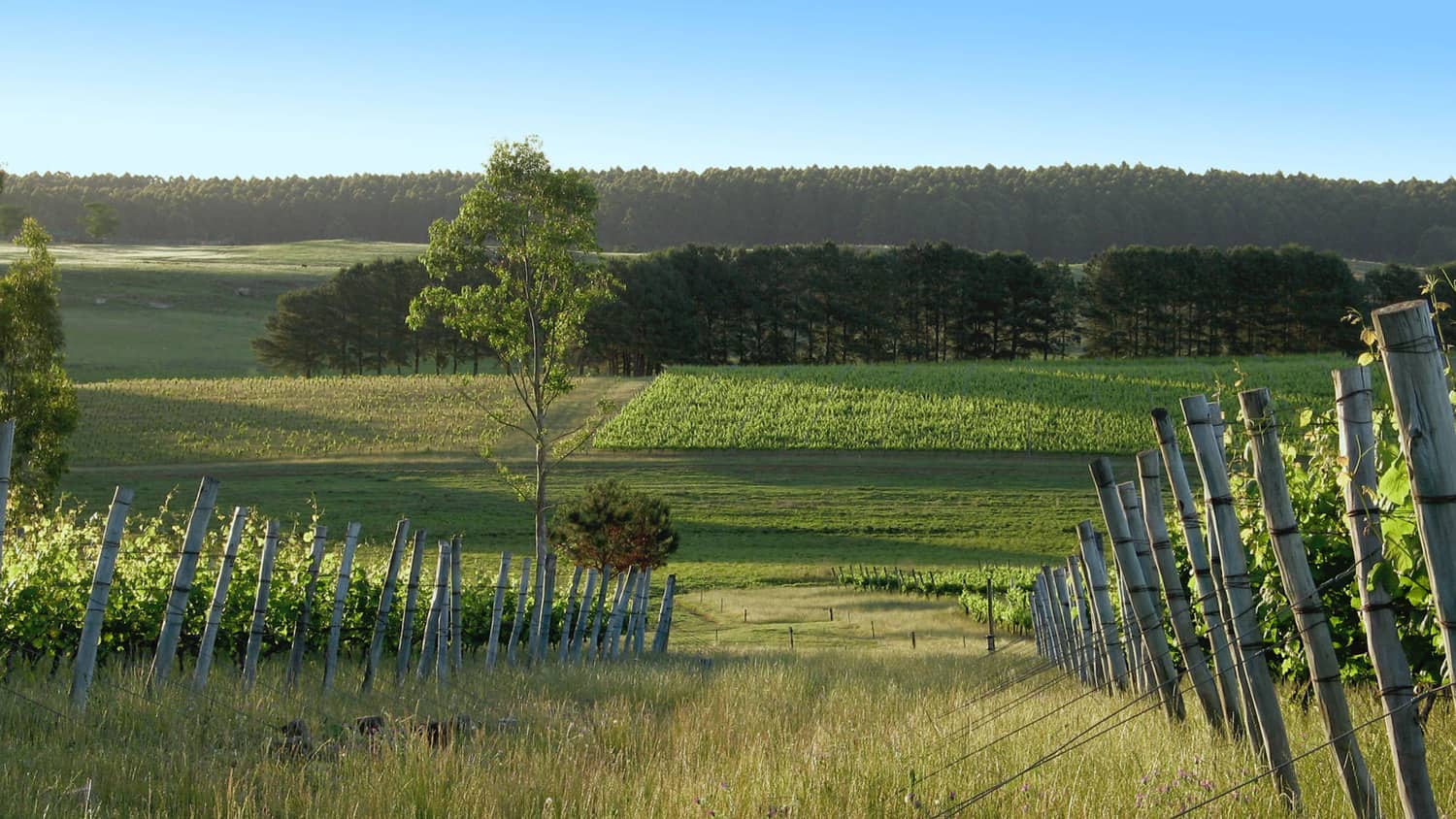 Bodega Cerro Chapeu - Uruguay Wine Company