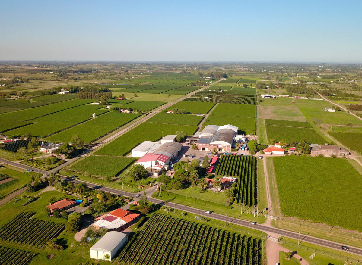 Familia Traversa Wines - Uruguay Wine Company